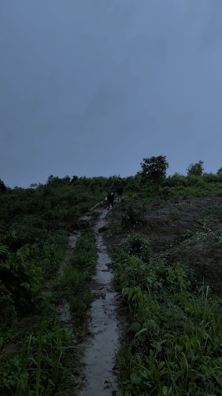 Amphibian Survey in Pittachhara Forest: Field Research and a Rain-Soaked Return