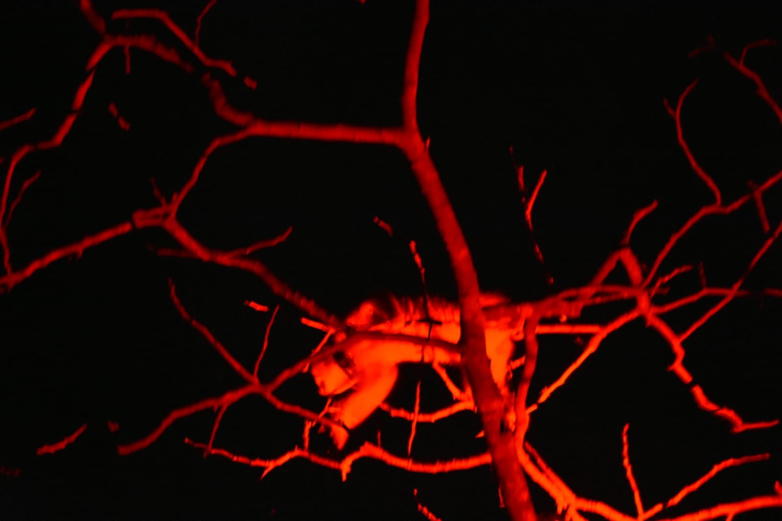 The Moment: Encounter Under Red Light