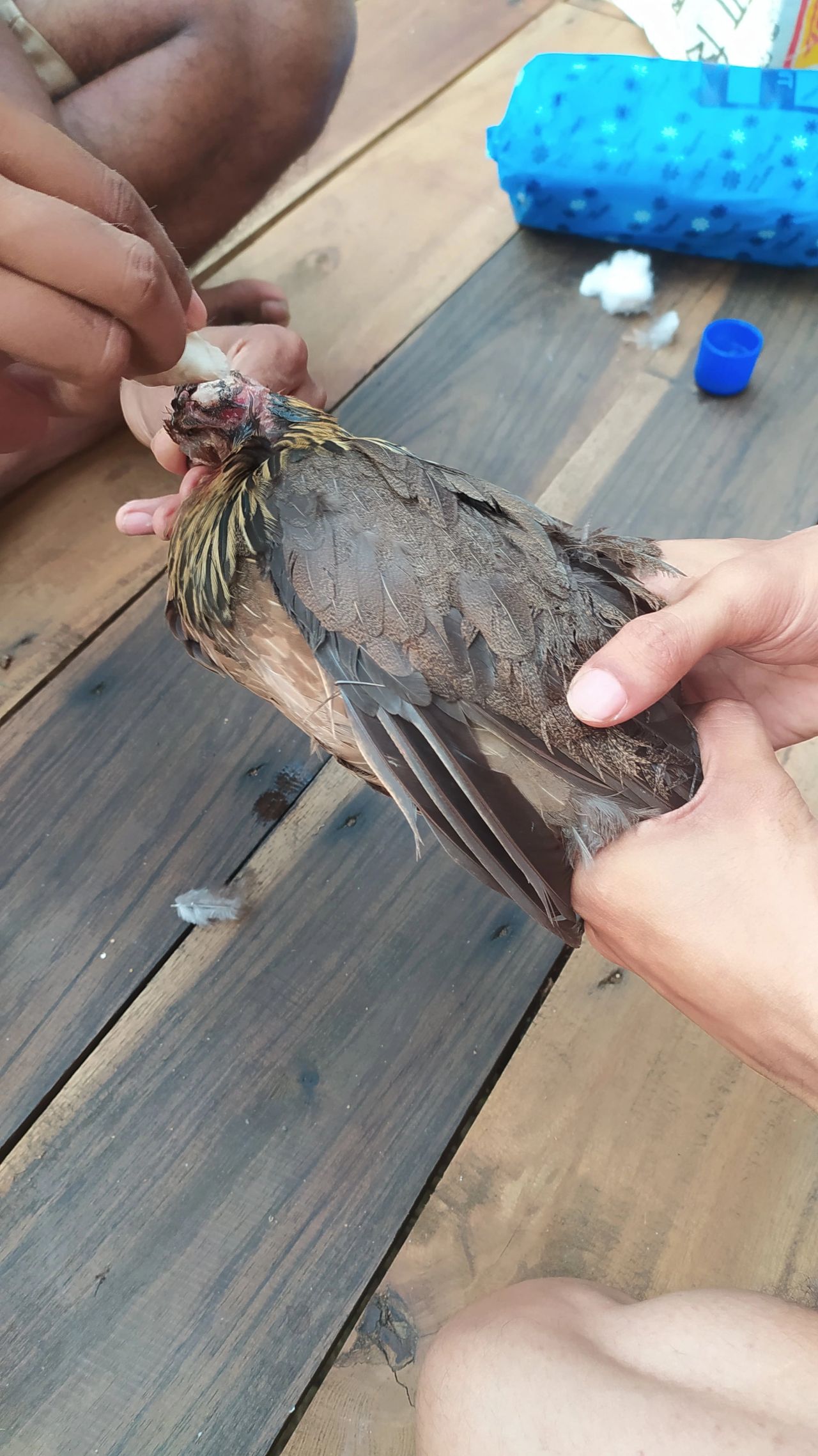 The Condition of the Bird
