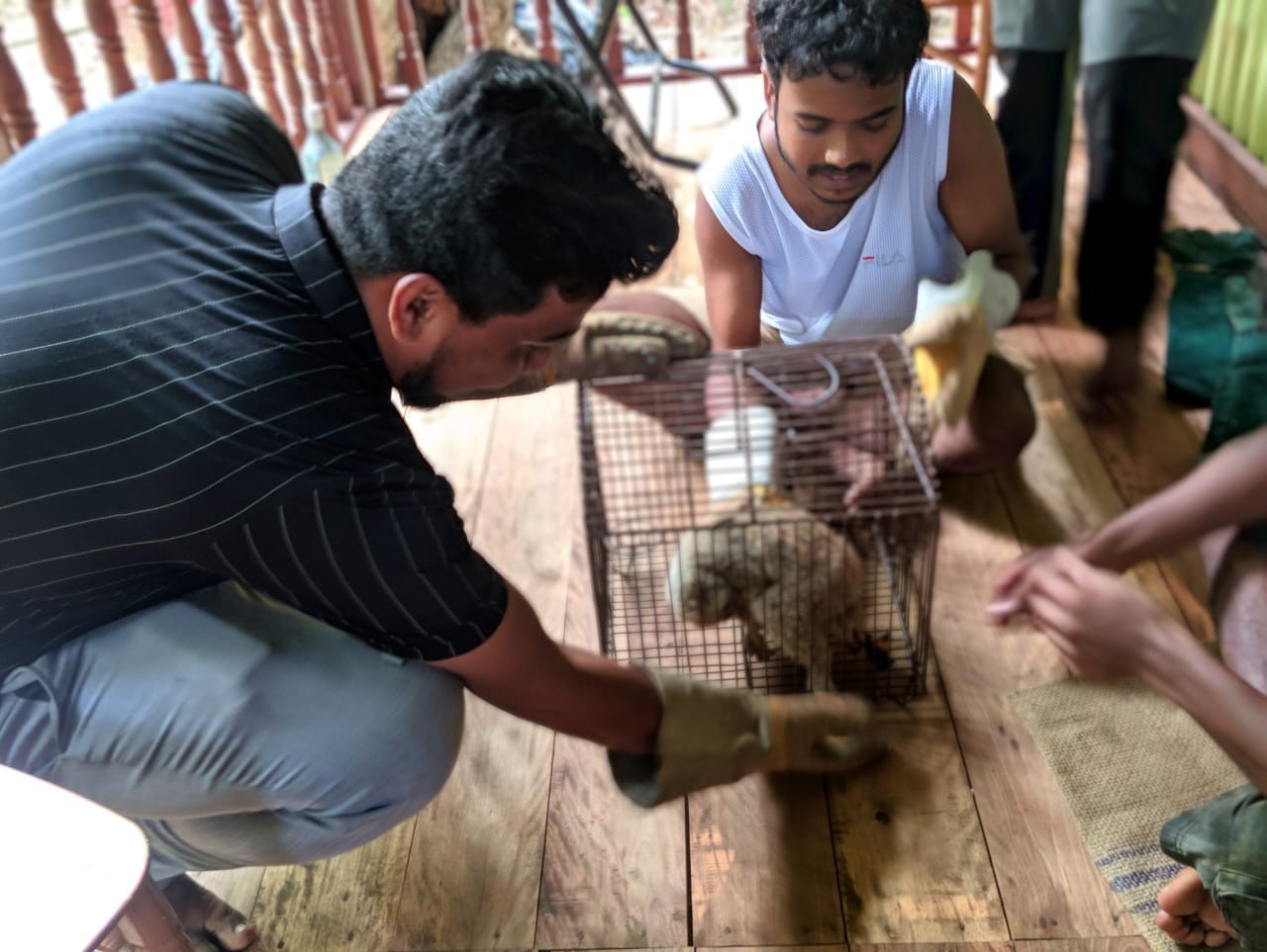 We Rescued an Injured Bengal Slow Loris from Poaching in Bangladesh and Returned It to the Forest