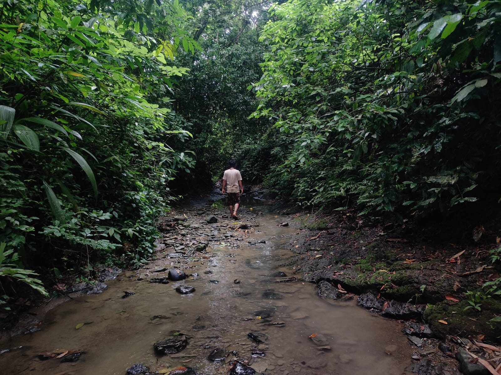 Forest stream ecosystem in Bangladesh showing wildlife habitat